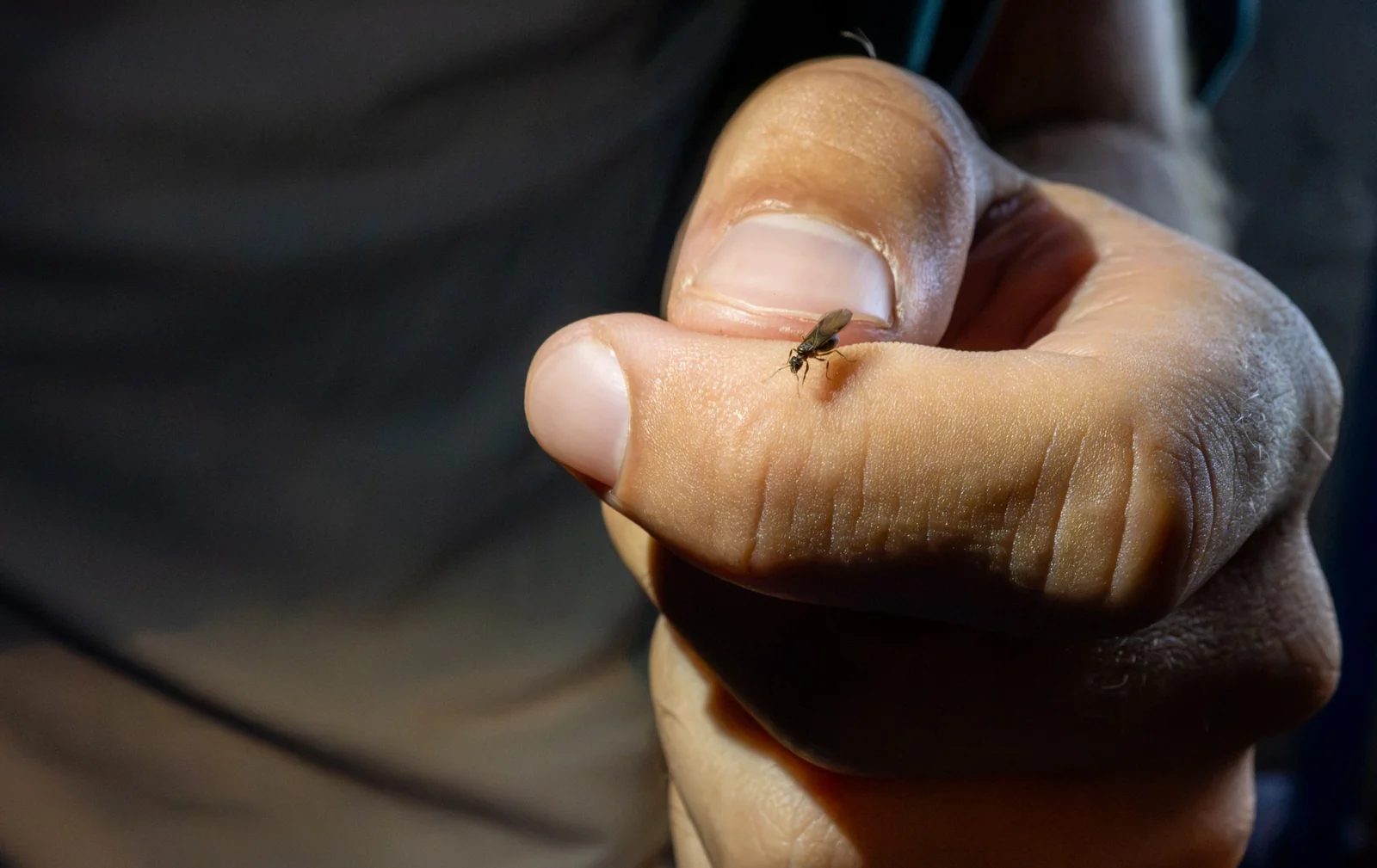 A tiny insect resting on a young man's hand in a close-up moment of discovery, photographed by Massimo Parisi.